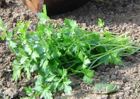 chervil