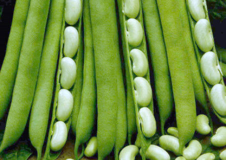 flageolet beans